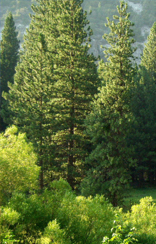 Trees & Hedges landscaper-02-service
